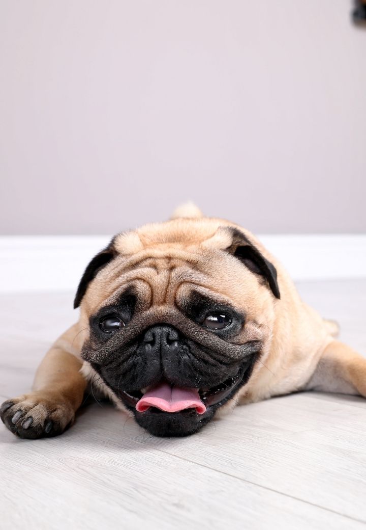 Is It Just the Heat—or Something More? When to Call the Vet